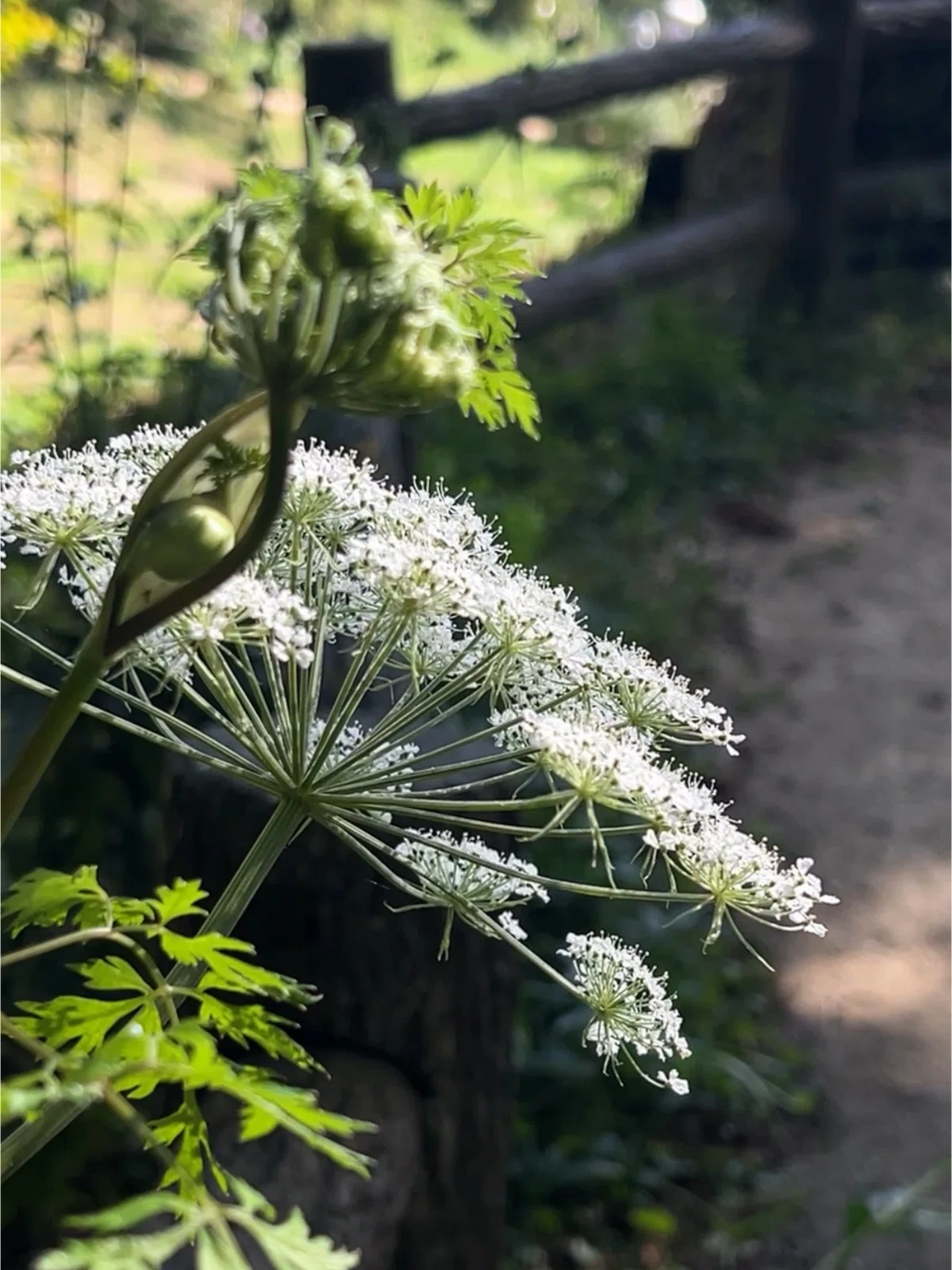 【植物手帳】白根川弓 シラネセンキュウ|植物手帳
