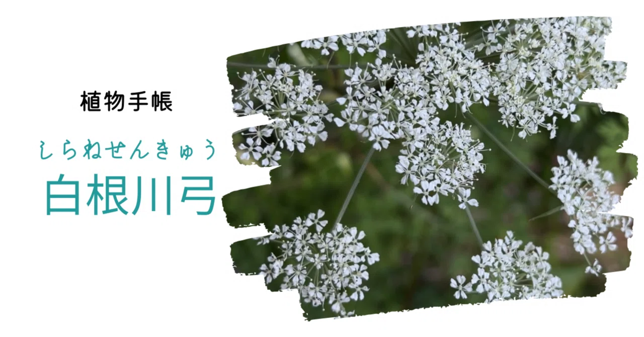 【植物手帳】白根川弓 シラネセンキュウ|植物手帳