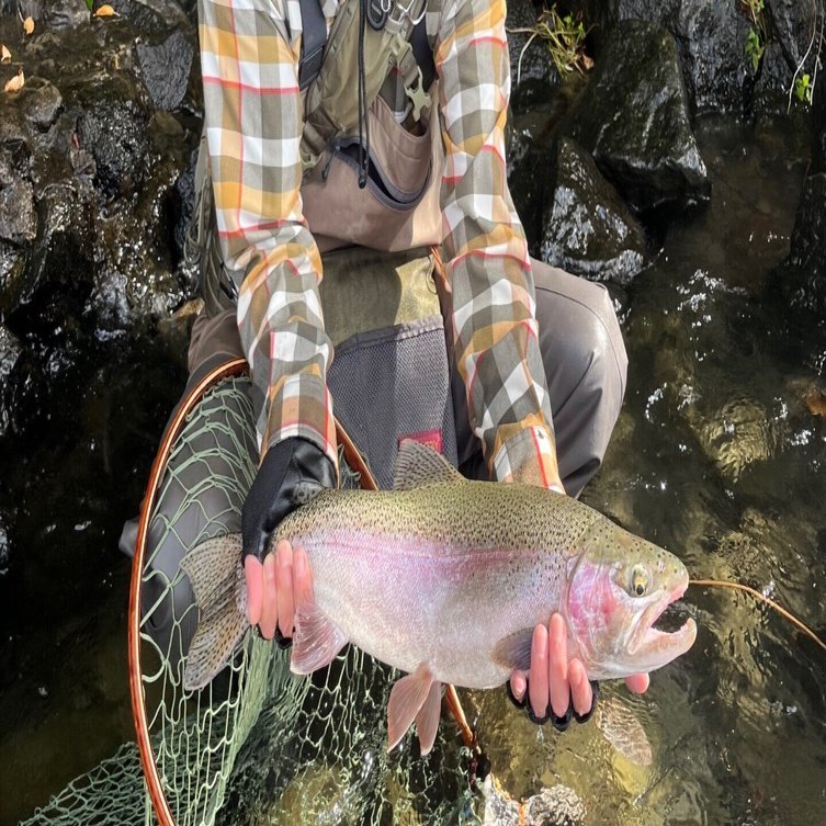 忙しい時間の合間に”支笏湖でネイティブトラウト”！53雄ニジマス