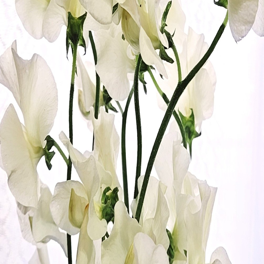 スイートピー」の香りに癒されてみませんか？｜chisosho