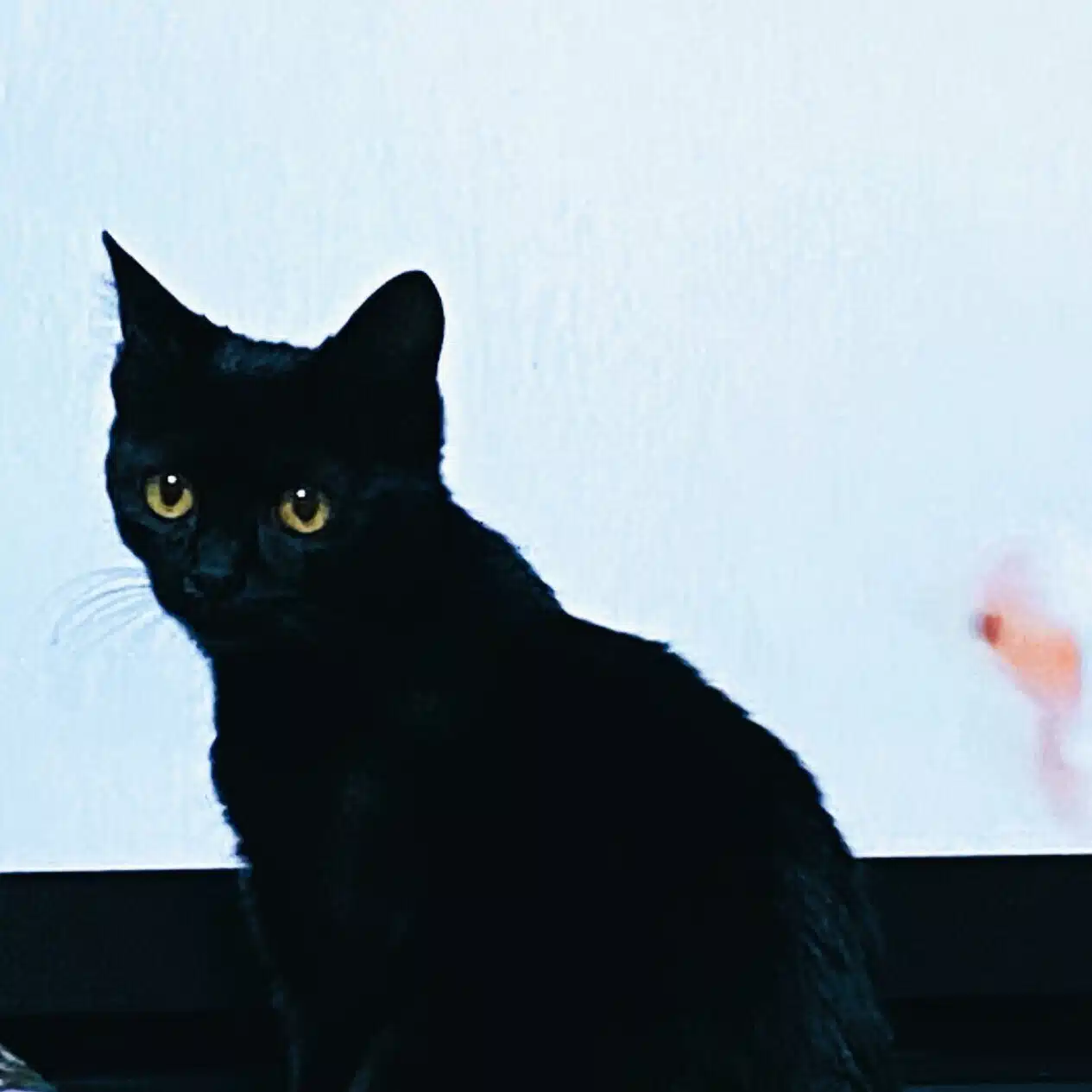 花てまり