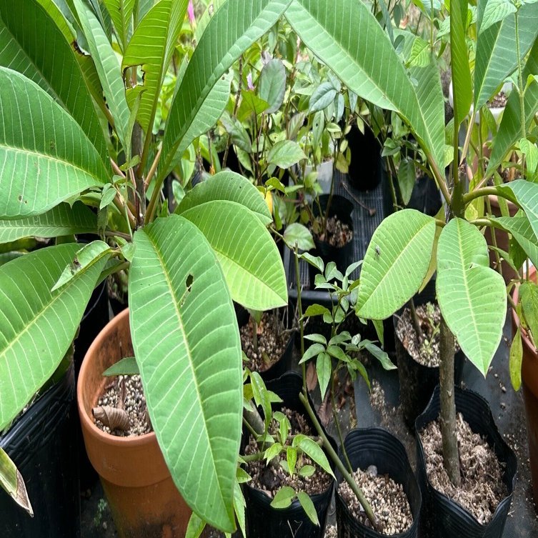 はじめての、その先へ #36 プルメリアのベストな挿し木方法は？｜アベアヤ