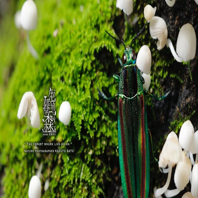 生き物たちの暮す森｜No.011「ヤマトタマムシ」｜佐藤和斗 KAZUTO