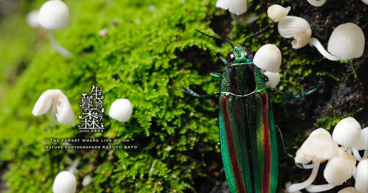 生き物たちの暮す森｜No.011「ヤマトタマムシ」｜佐藤和斗 KAZUTO