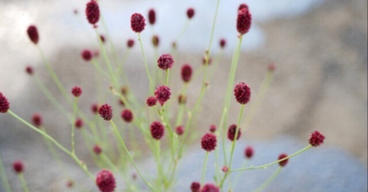 漢字名の多さは無敵？！ワレモコウ｜ichirin