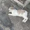 ふぃ
