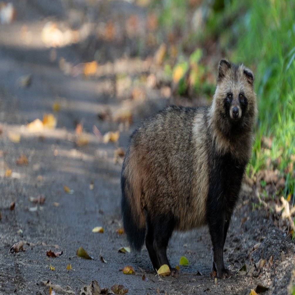 別海町の野生動物たち：エゾタヌキ｜別海町地域おこし協力隊