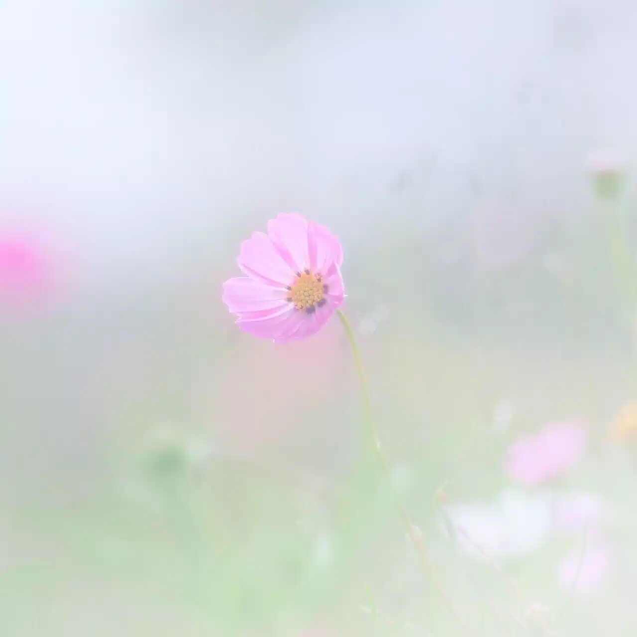 みきあ｜mindfuldays
