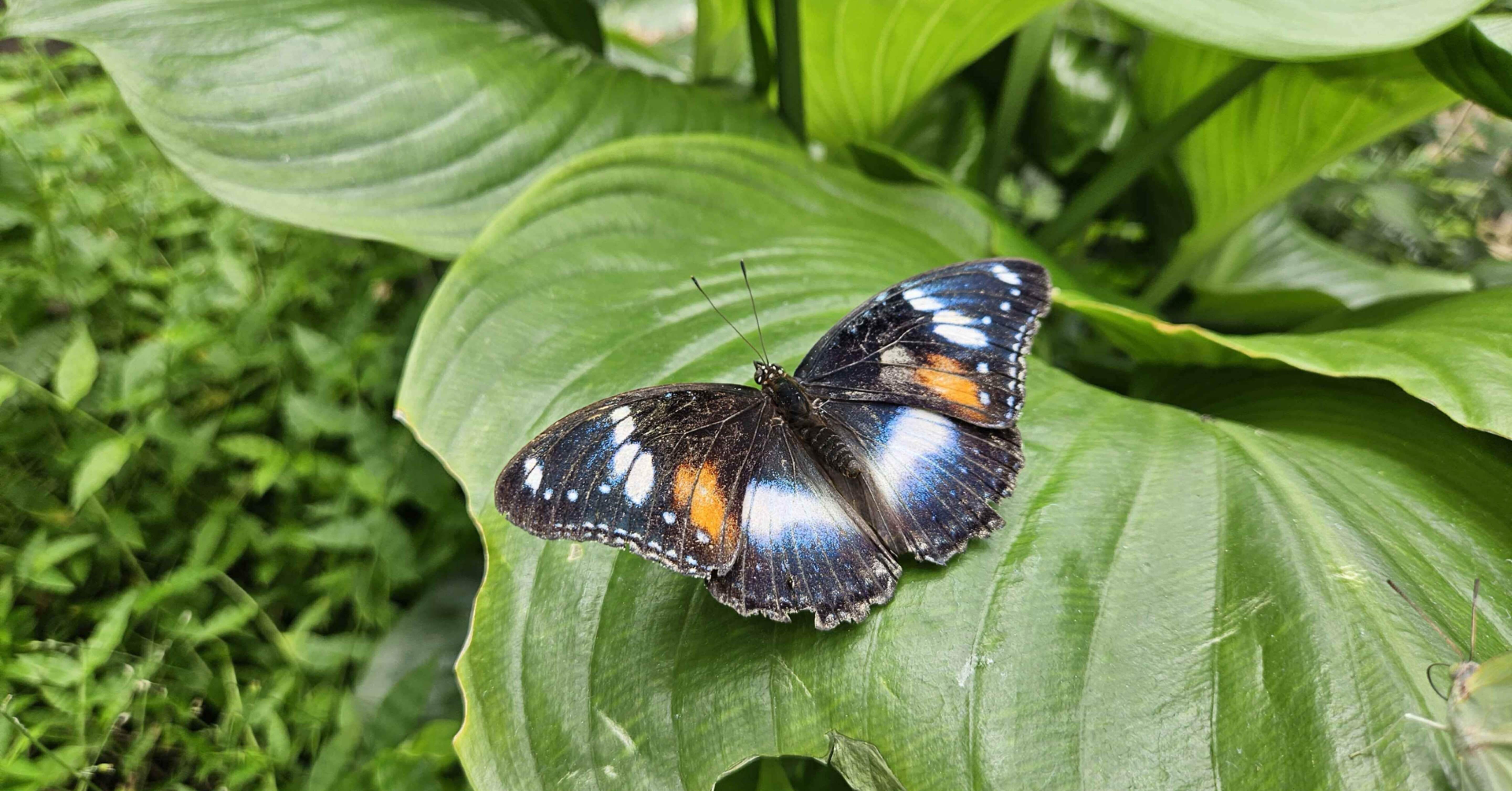 オーストラリアで蝶を見た｜nyalra