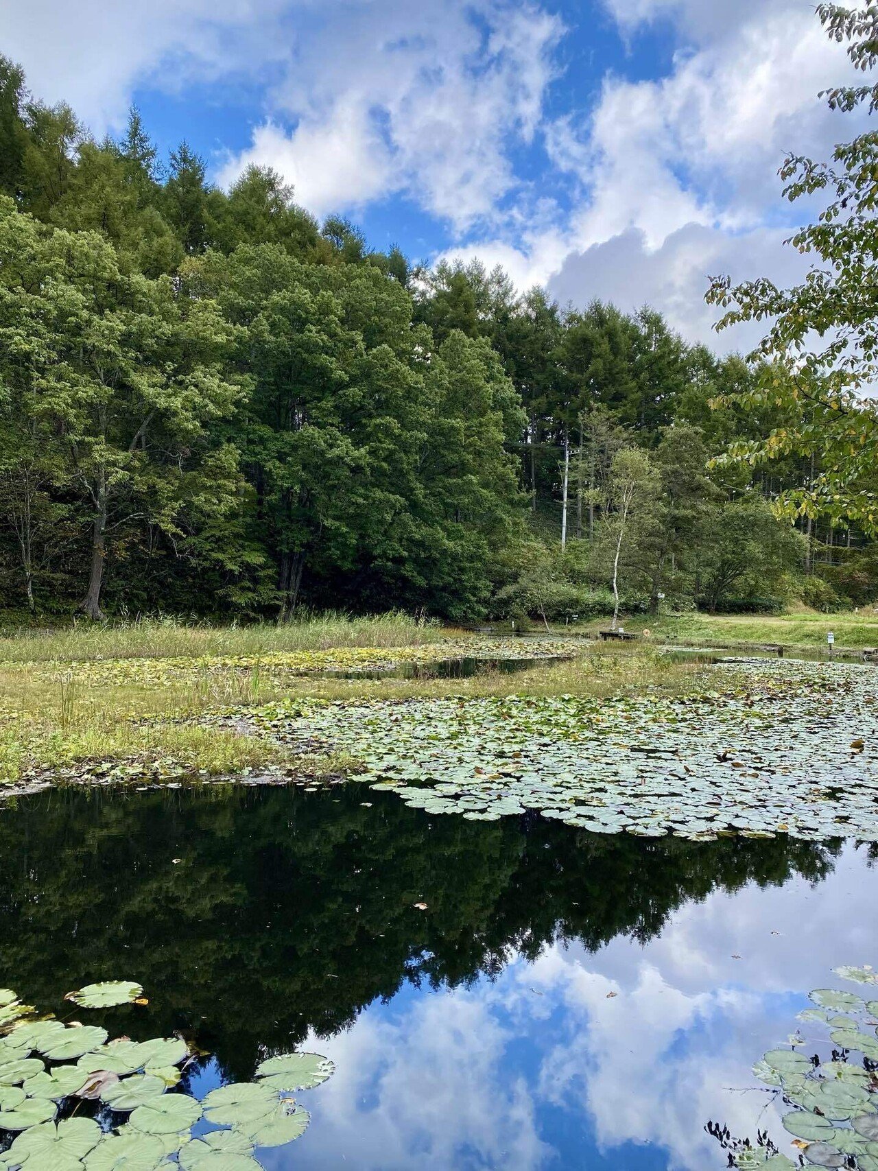 🌲🌟睡蓮の緑に真っ赤な落ち葉。寂しくもやすらぐ秋の池
