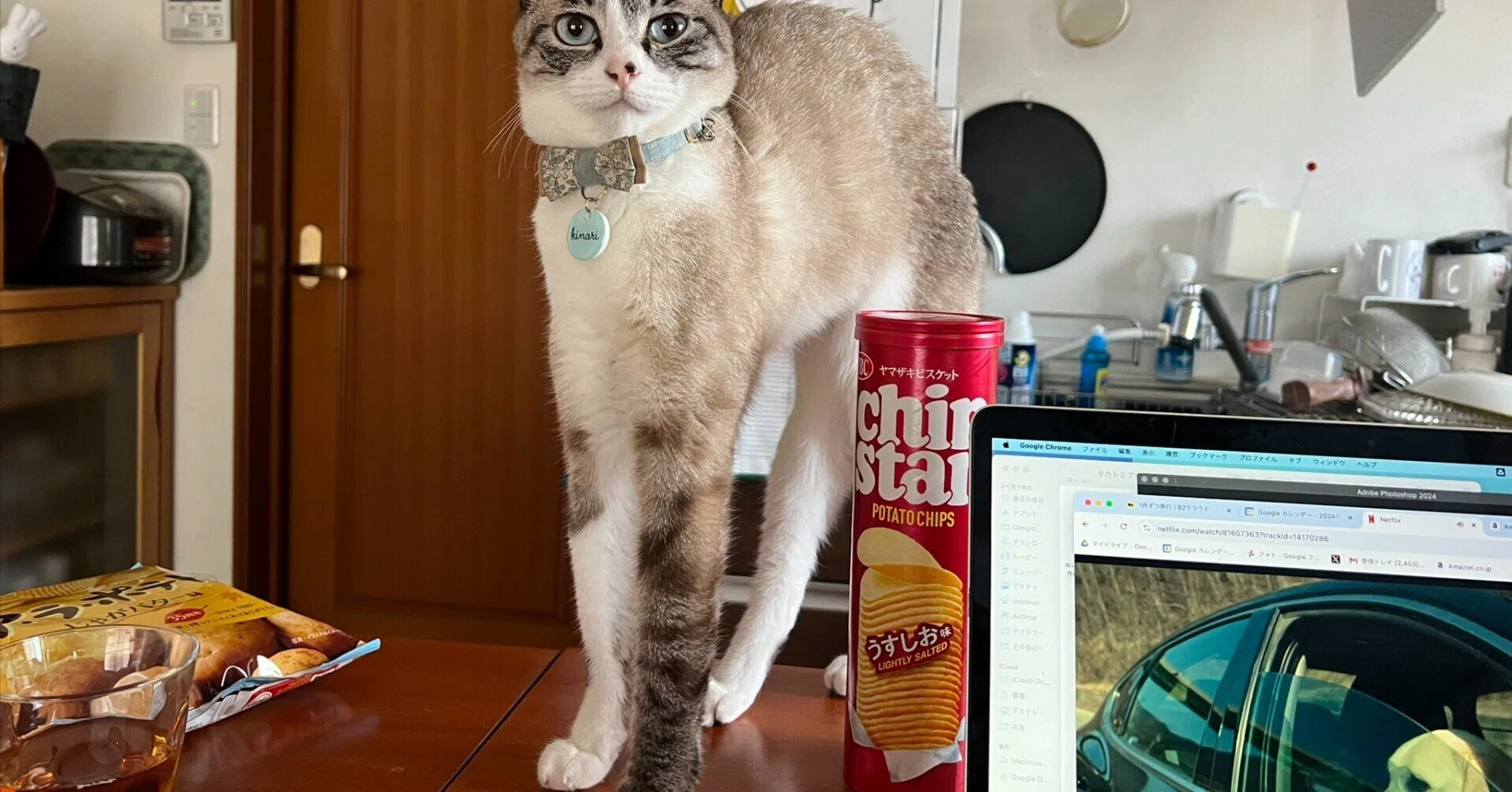 チップスターのLサイズと同じくらい？モデルのように足が長い猫ちゃん