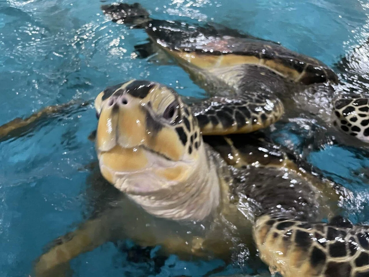 ルールを守って楽しみ、学ぼう！｜桂浜水族館 公式