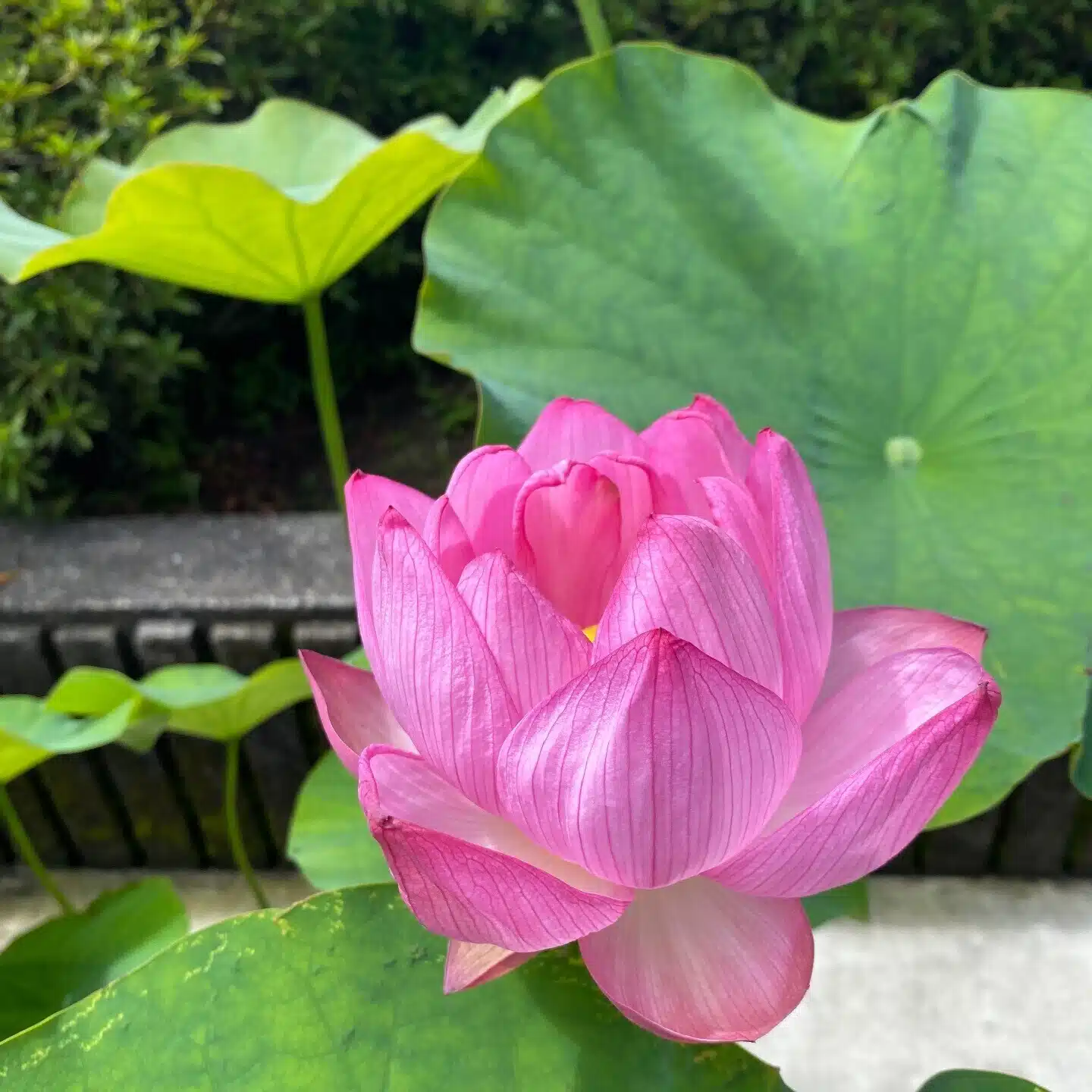 こもれ日和