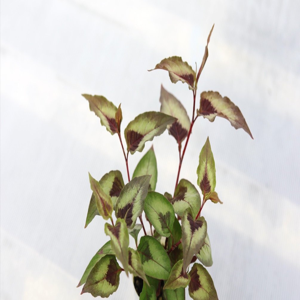 受付用　ペルシカリアレッドドラゴン苗 受付用 ペルシカリアレッドドラゴン苗 【公式通販】