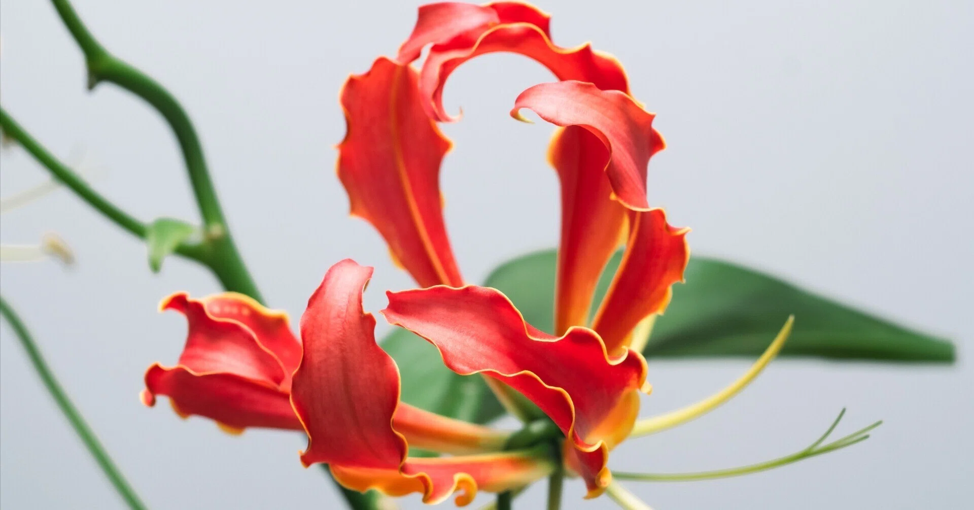 個性の塊、グロリオサを撮ってみた｜タキツネ | 花の写真を撮ります
