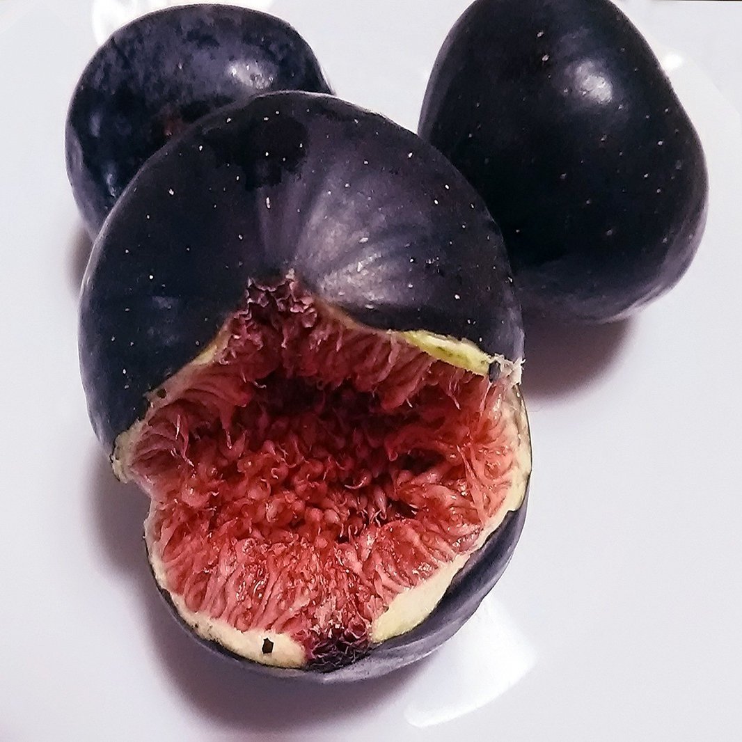 スーさんの今日のオヤツは 希少フルーツの黒いちじく スー Note
