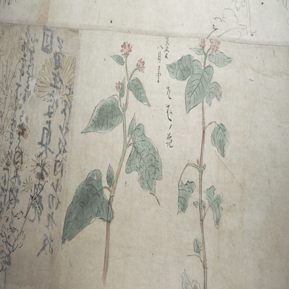 狩野探幽がくつろぎながら描いた“秋”……《草花写生図巻》@トーハク