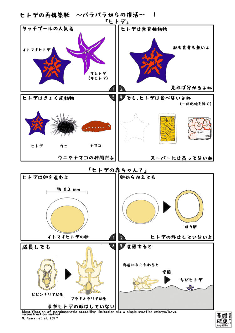 2017, Development, Growth and Differentiation, Identification of morphogenetic capability limitation via a single embryo/larva reconstruction method Narudo Kawai, Ikuko Omori, Ritsu Kuraishi and Hiroyuki Kaneko より　1ページ目