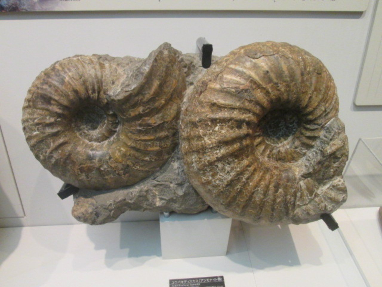 0d1cb566a8a7b8c1612955485e6dc9