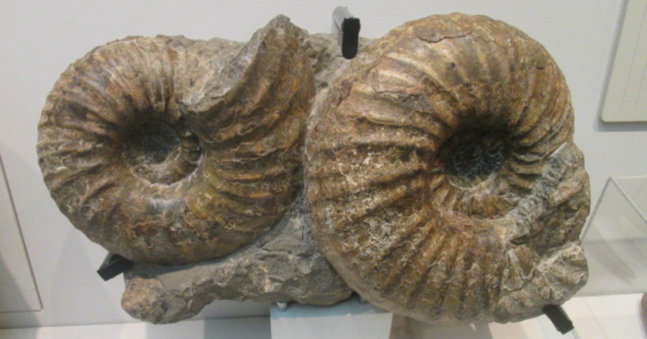 アンモナイト 詩】アンモナイトな夜｜Tome館長