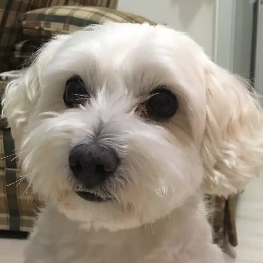 Haruki