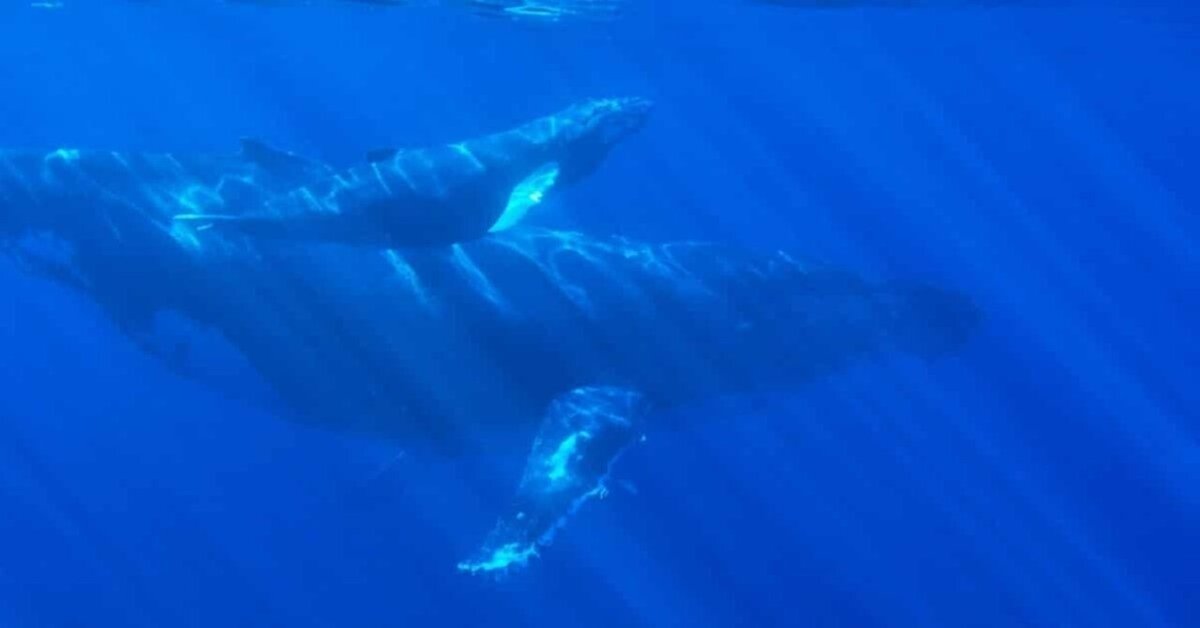 『クジラ乗り場はこちらです』 atc-2036.jpg?fit=800,600&ssl=1