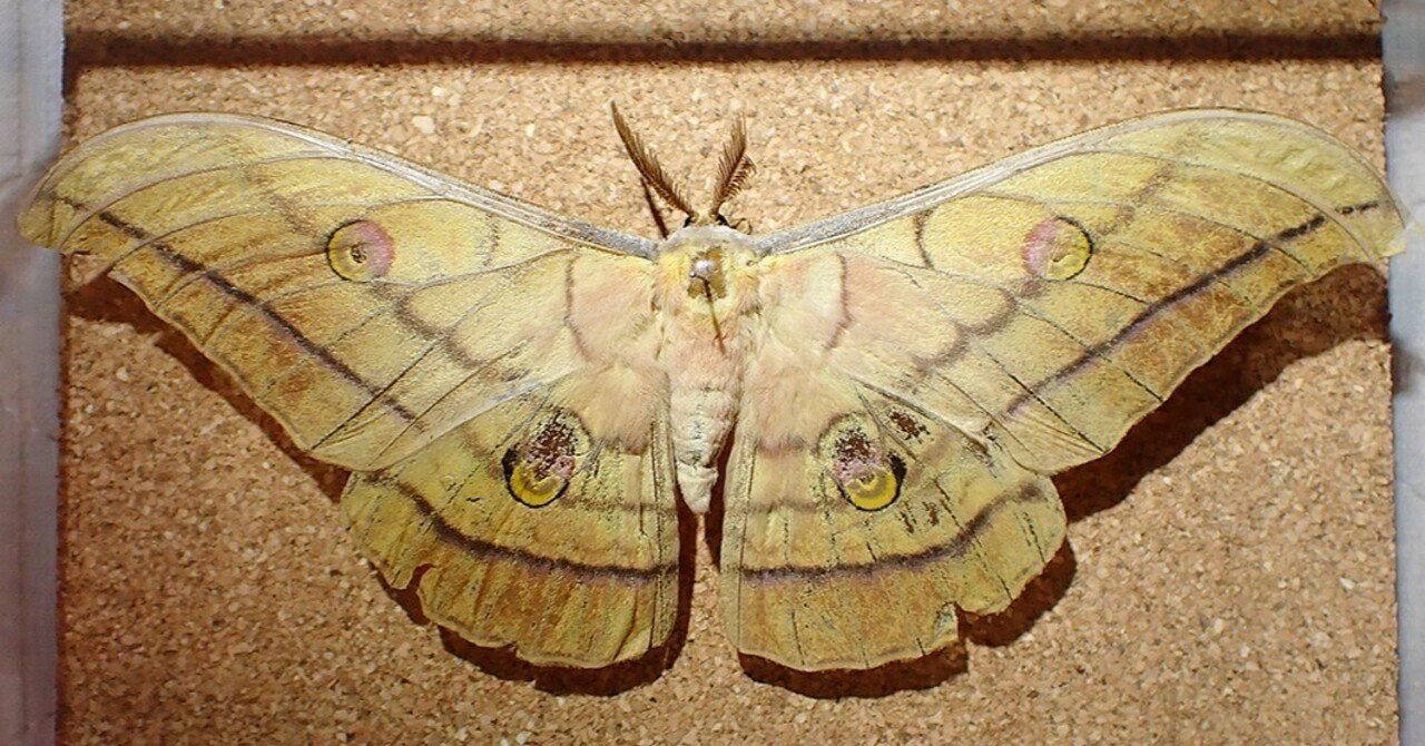 ヤママユ｜Hinata