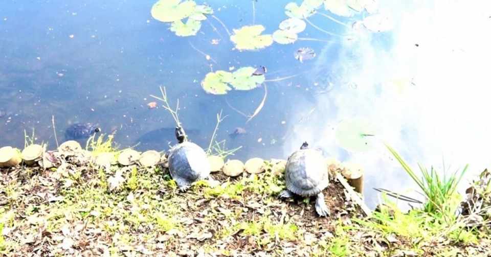 臼井城址公園と佐倉城址公園を散策 Writer1623kita Note