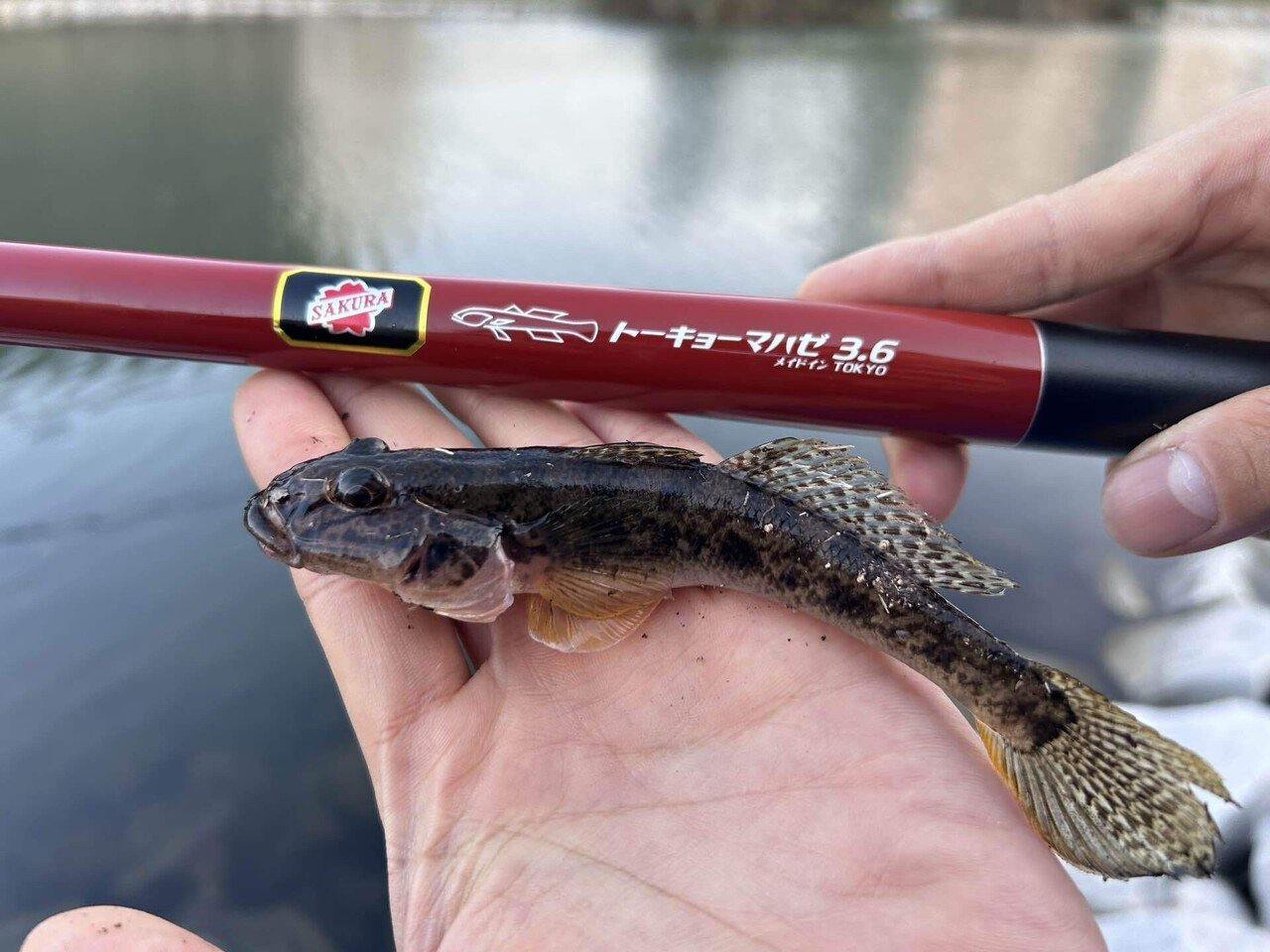 秋ハゼ🍂釣れてます👍 #ハゼ釣り #トーキョーマハゼ｜たまご557