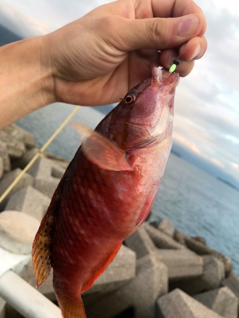 鹿児島料理記録 魚介編 もったいない料理人 みっきー Note 鹿児島料理記録 魚介編 もったいない料理人 みっきー Note