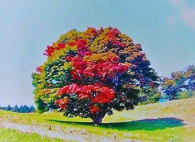 絵画 紅葉 大峰高原の七色大カエデの紅葉」長野県北安曇郡池田町広津の樹齢250年