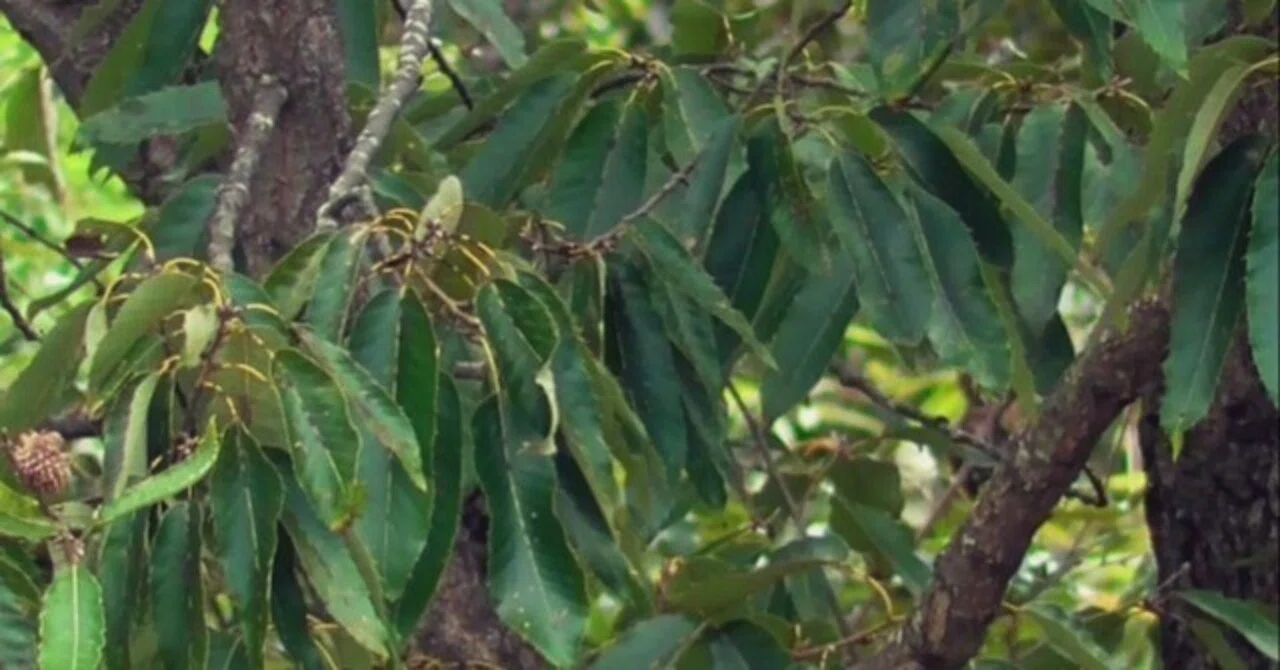 [Weekend Post] Useful Plants of the World #260 (Fagaceae, Quercus ...