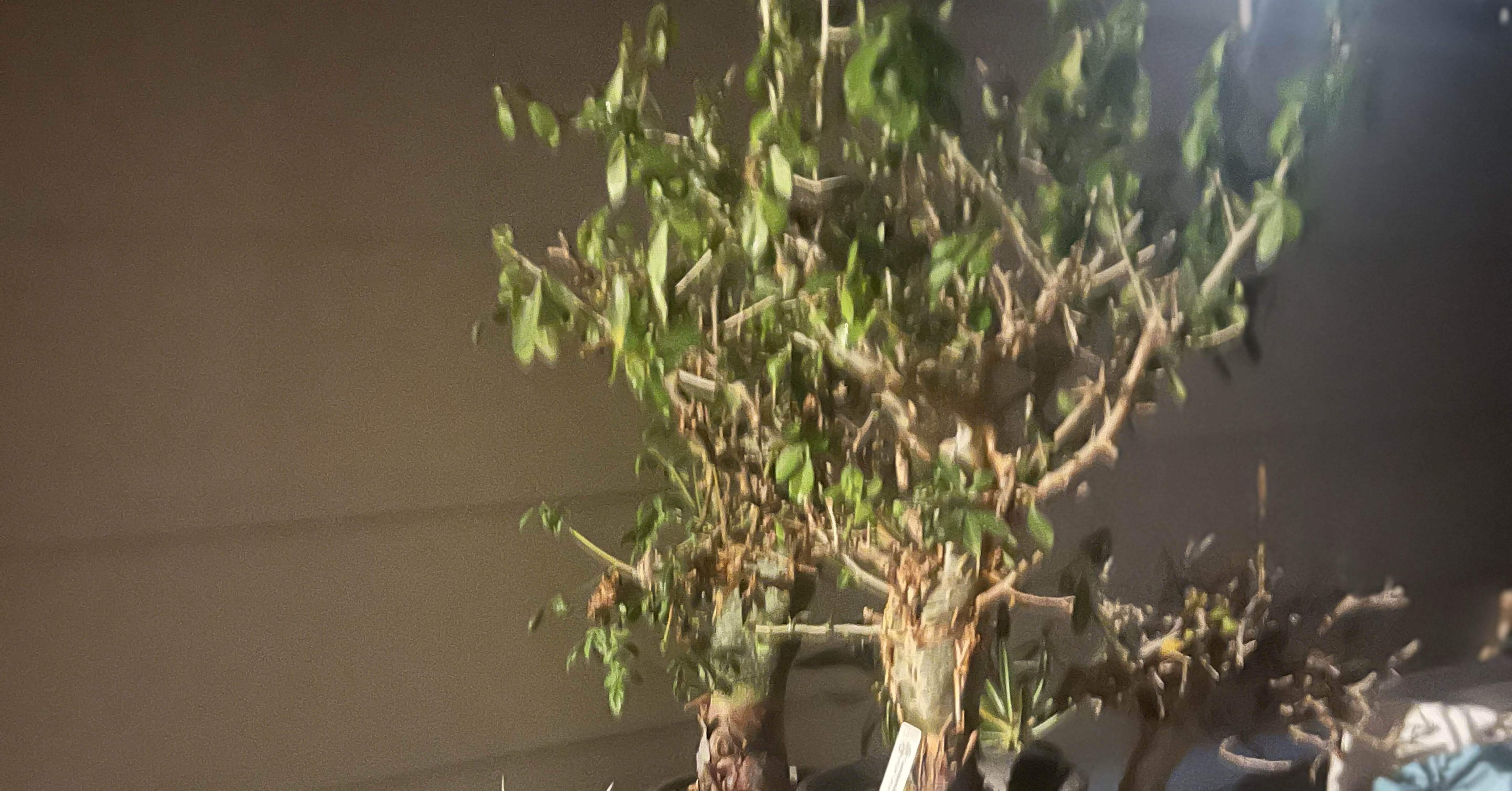 コミフォラ・ホルトジアナの来歴と育て方｜はみごちゃん