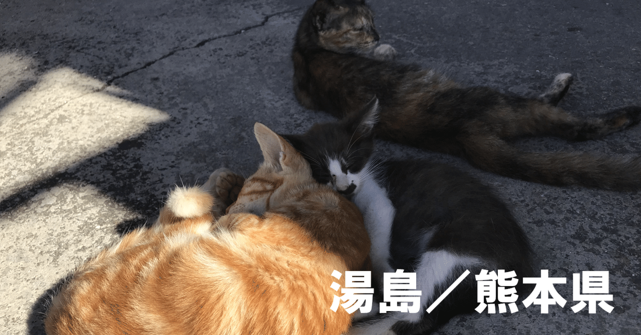 新入荷のオリジナルチャームと猫ちゃん紹介, image size:1280x670