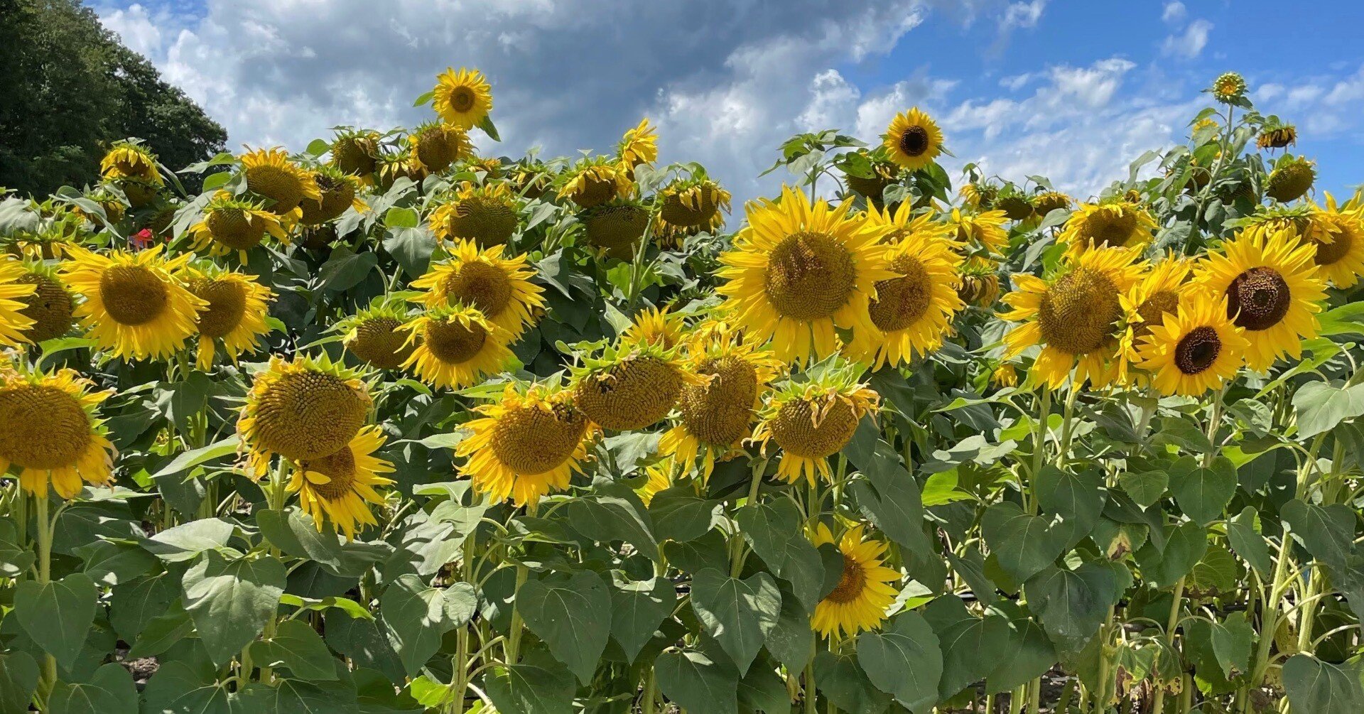 北海道観光】道の駅紹介vol.2 「サンフラワー北竜」／日本最大の