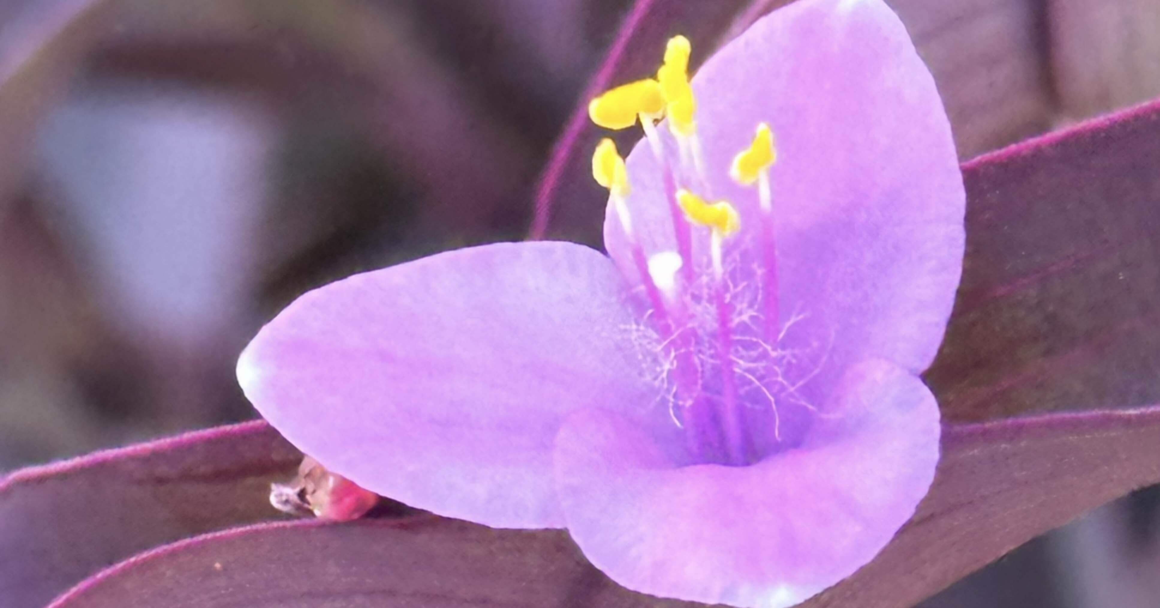 ムラサキゴテン 『植物の秘密』シリーズ｜EGGSEED