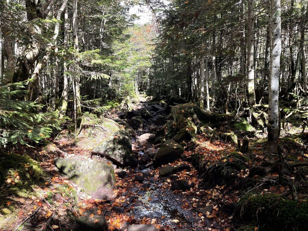 八ヶ岳の樹林帯