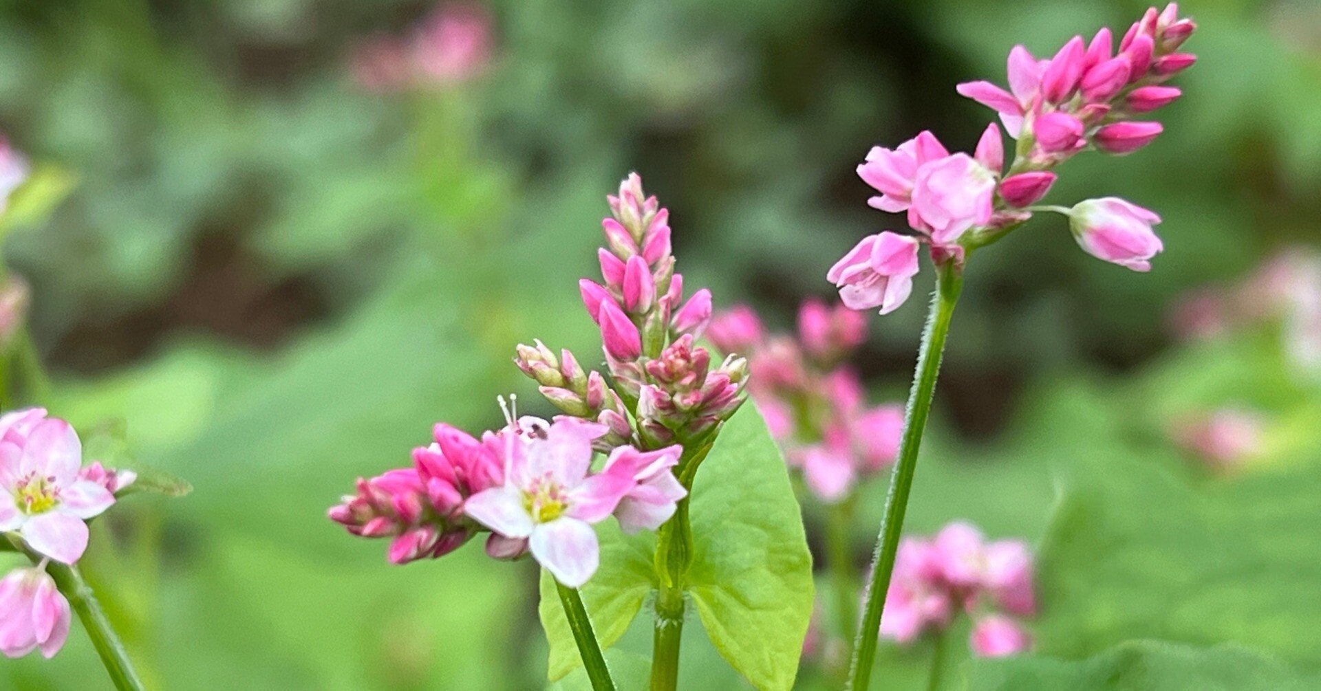 絵画　赤蕎麦の花 2024.10.07 赤い蕎麦の花｜日本花卉文化株式会社
