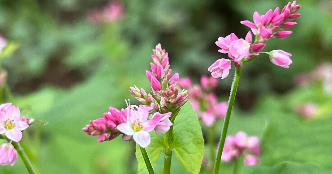 2024.10.07 赤い蕎麦の花｜日本花卉文化株式会社