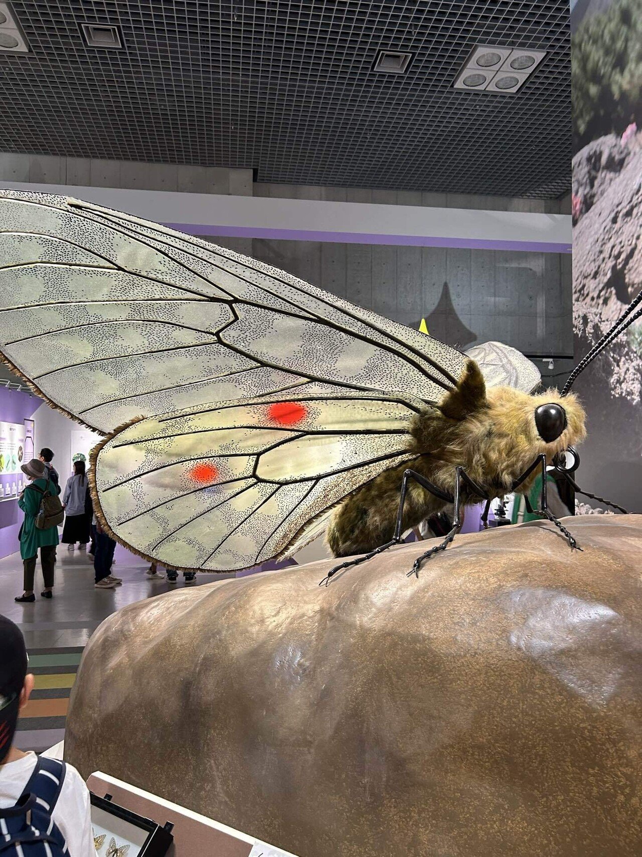 特別展 昆虫MANIAC｜浅草国際通