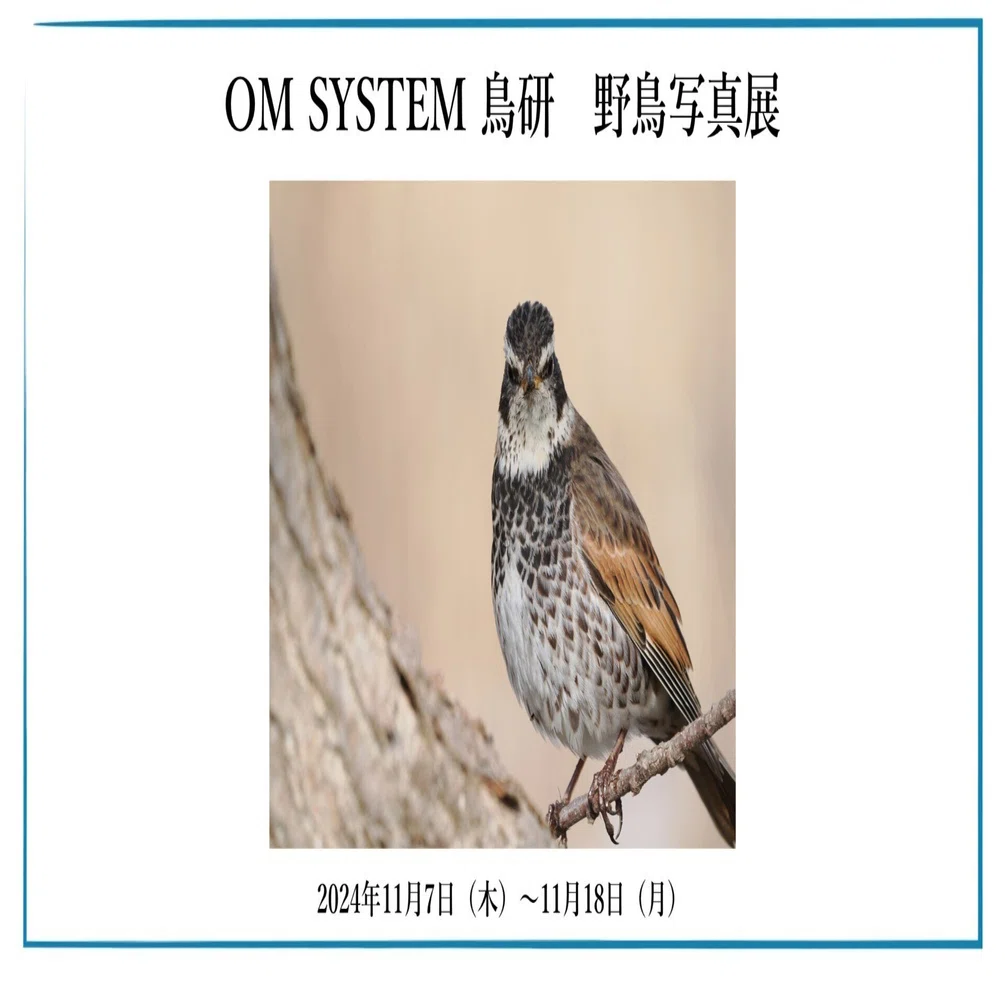 2024年11月7日（木）～11月18日（月）OM SYSTEM 鳥研 野鳥写真展｜OM