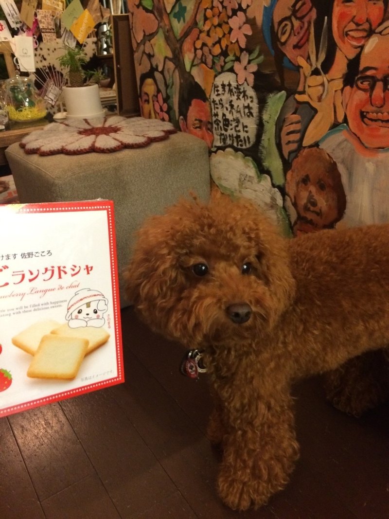 0以上 プードル からあげ クールな犬とウォルペーパーの写真のコレクション