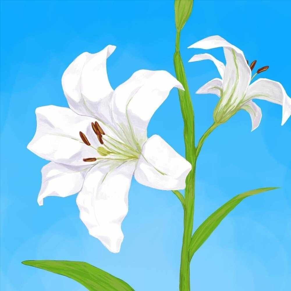 東京理科大学百合愛好会