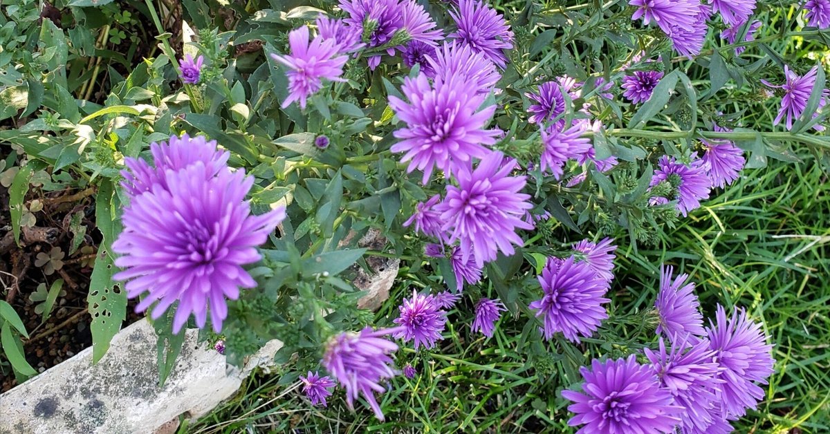 宿根コスモス類問い合わせ 楽天市場】花の種 景観用 コスモス センセーション 混合 1L 約