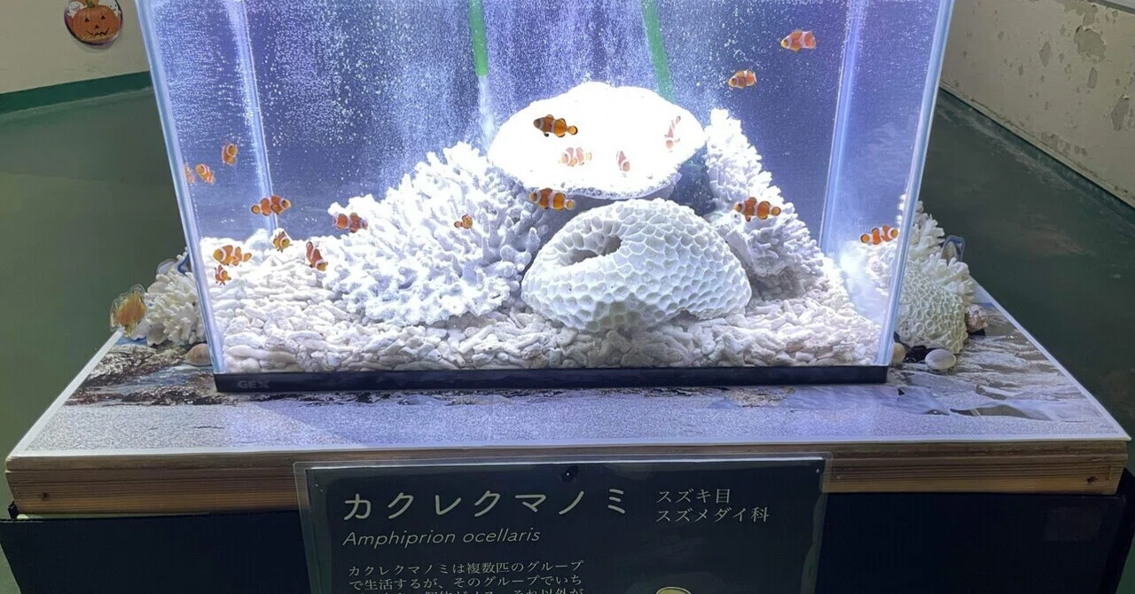 けいページ　取り置き中　カクレクマノミ　クマノミとチンアナゴ 飼育用品・器具】【海水魚・クマノミ】ボトルでかんたんクマノミ飼育
