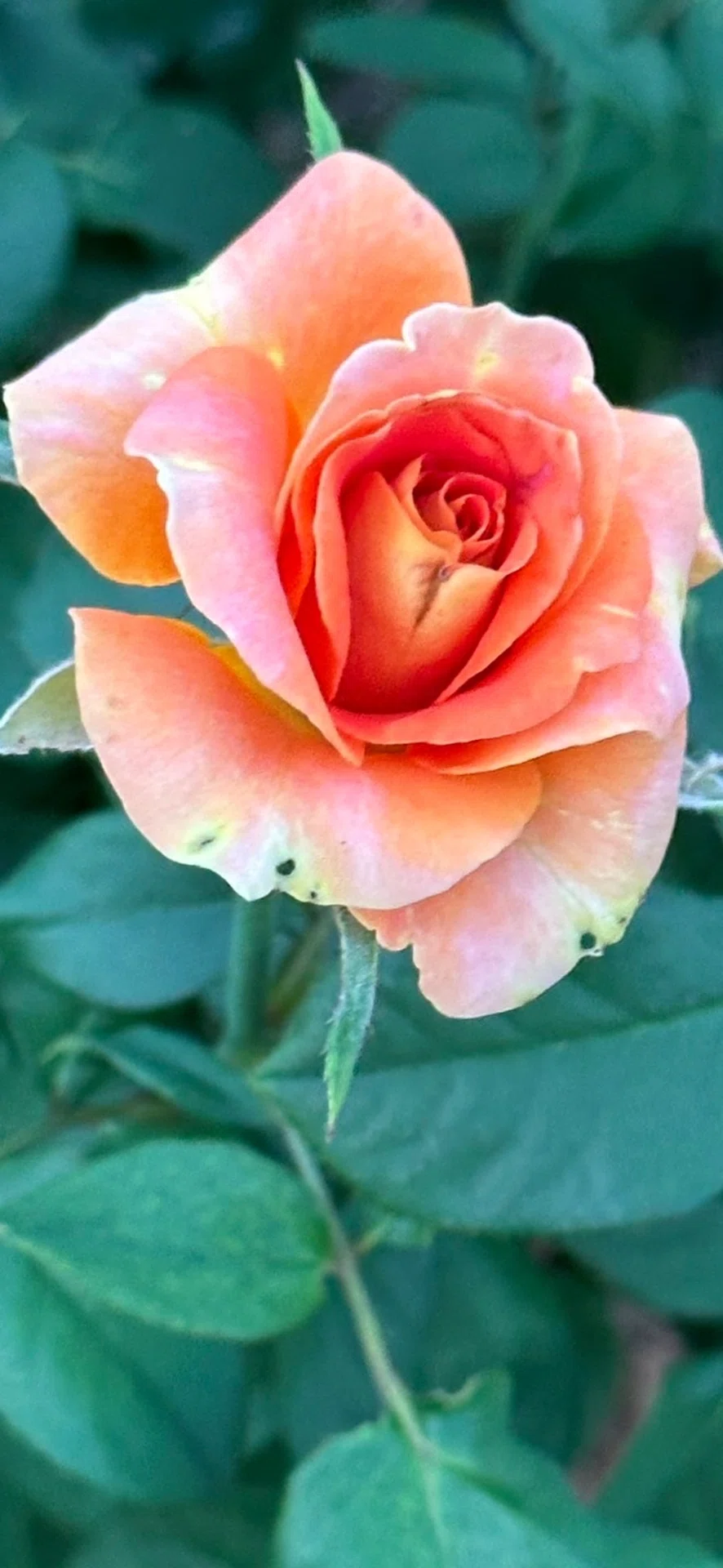 ブラスバンド 秋の薔薇園めぐり｜EGGSEED