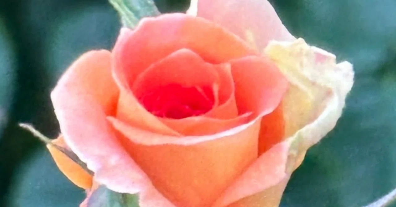 ブラスバンド 秋の薔薇園めぐり｜EGGSEED