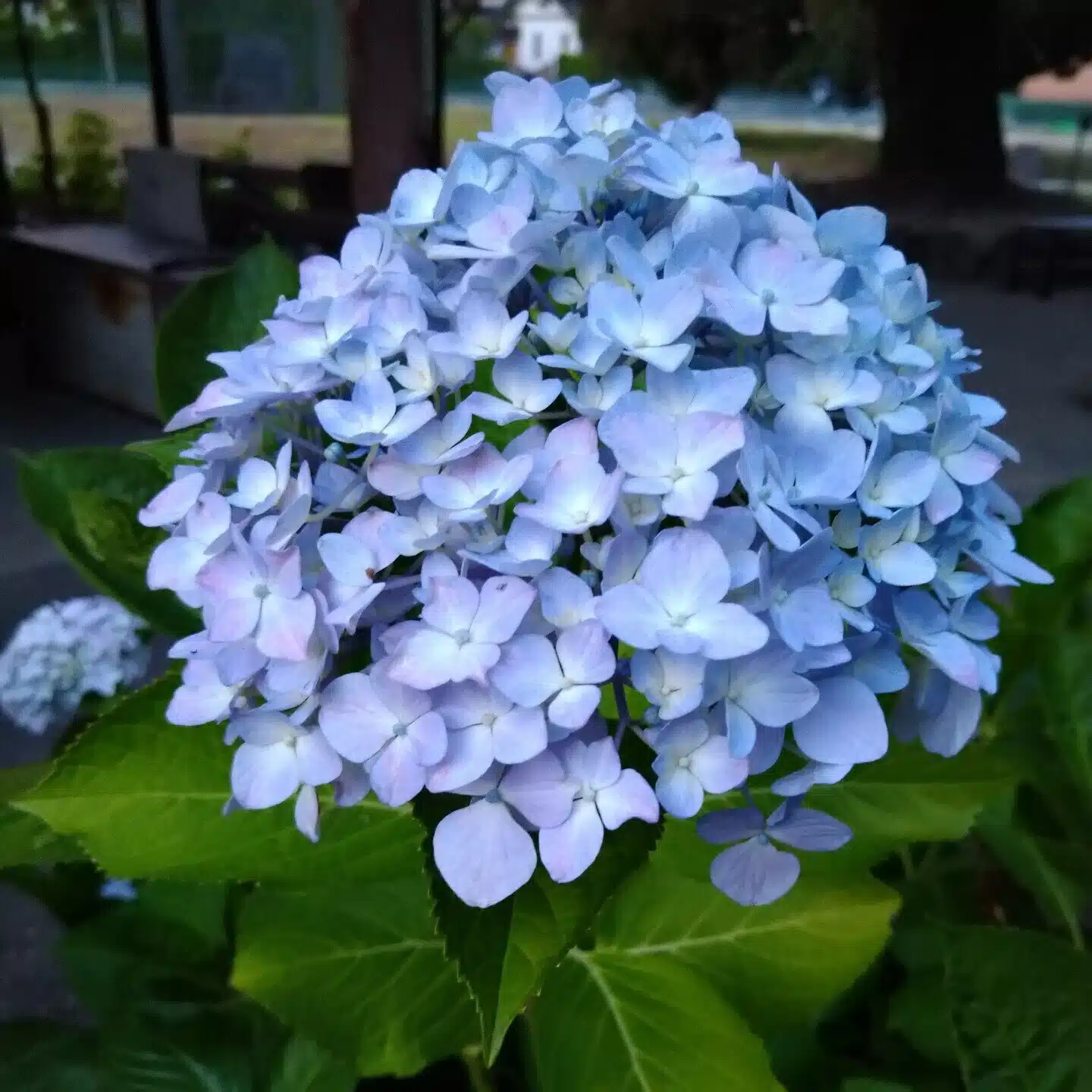 しおり
