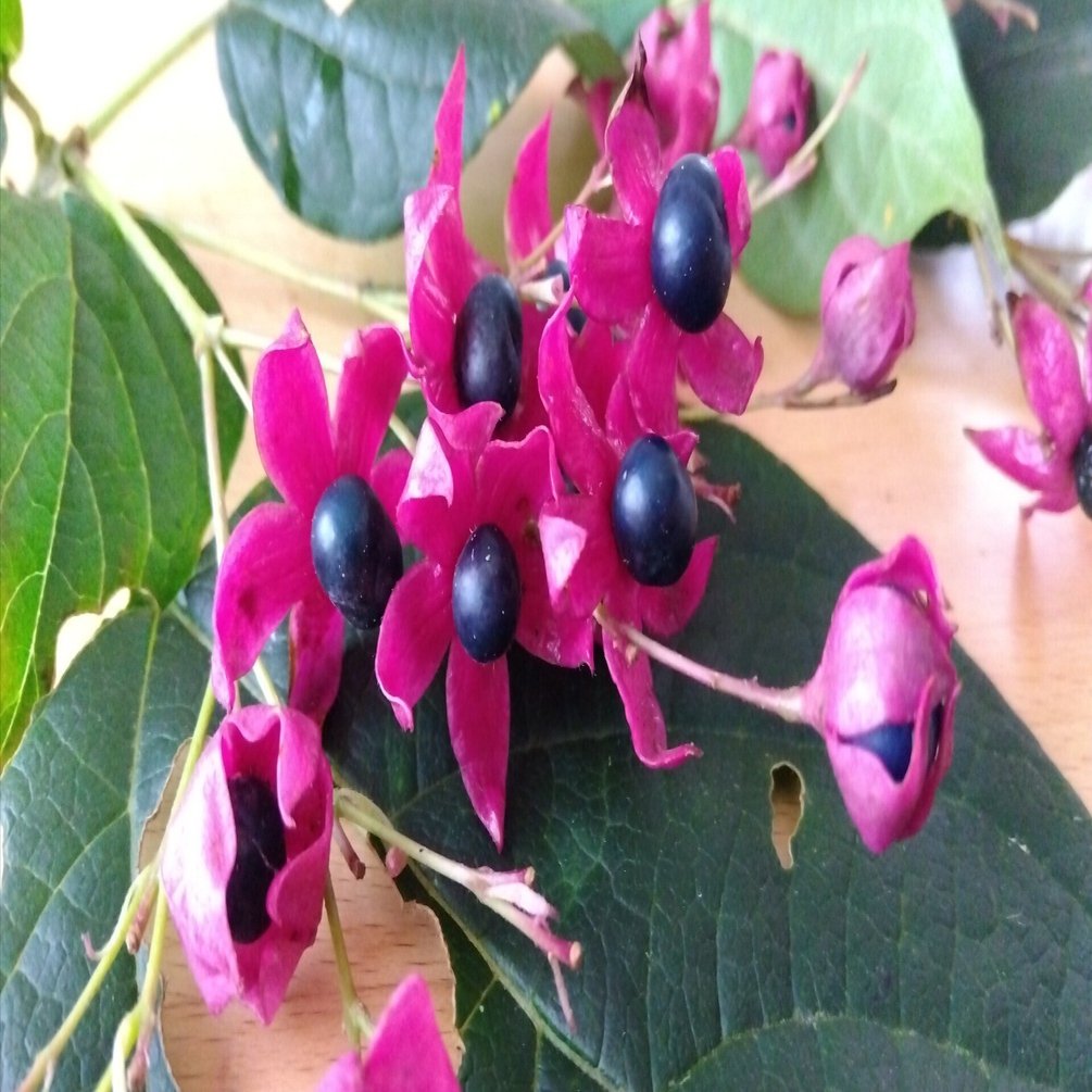 クサギ染め｜季iro_sayaka