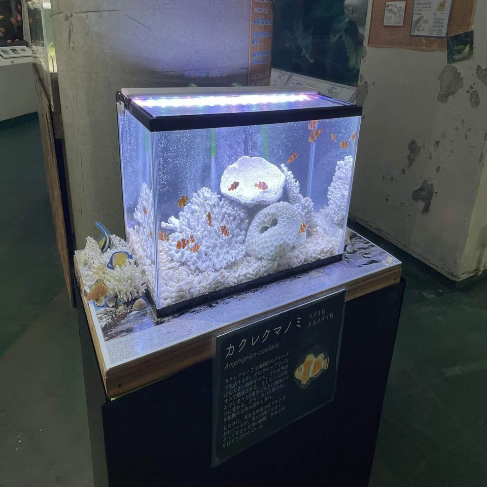カクレクマノミ水槽も誕生！！｜桂浜水族館 公式